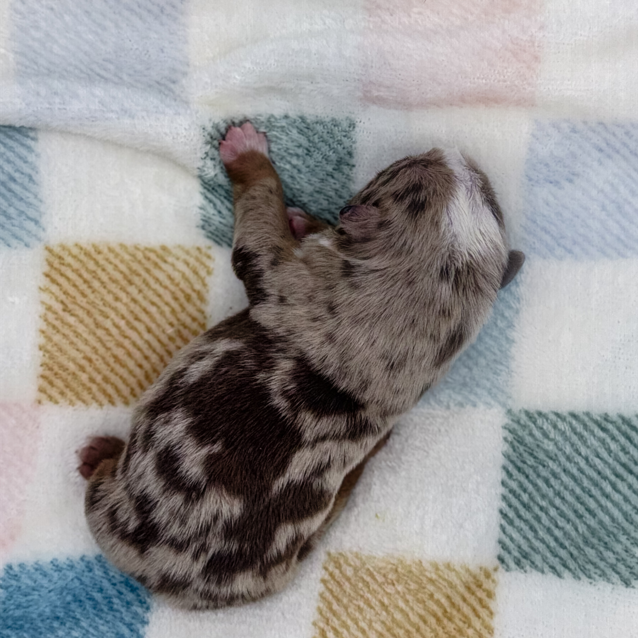 Ayo - Handsome Male Bulldog Puppy